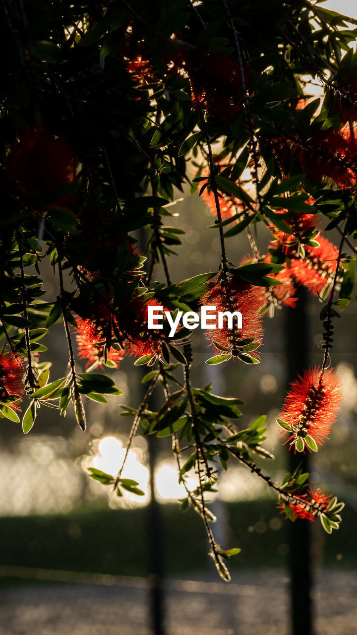 Red flowers on tree