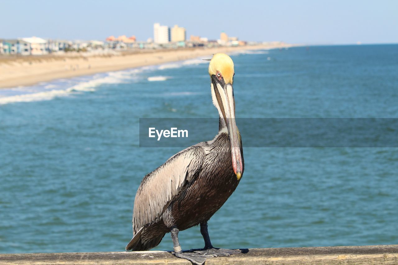 Bird perching on a beach