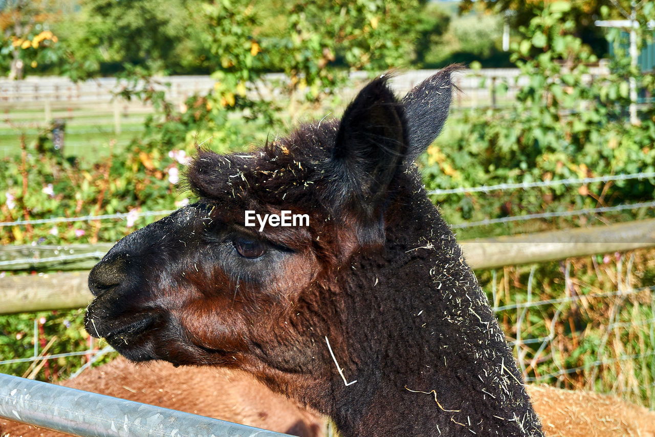 CLOSE-UP OF A HORSE IN PEN