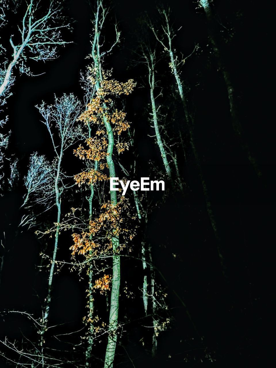 LOW ANGLE VIEW OF TREES ON SNOW COVERED LANDSCAPE
