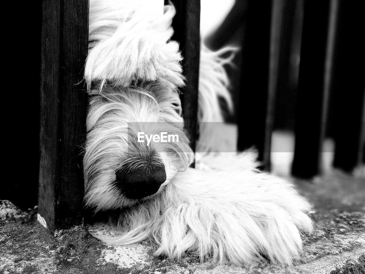 CLOSE-UP OF DOG WITH MOUTH OPEN