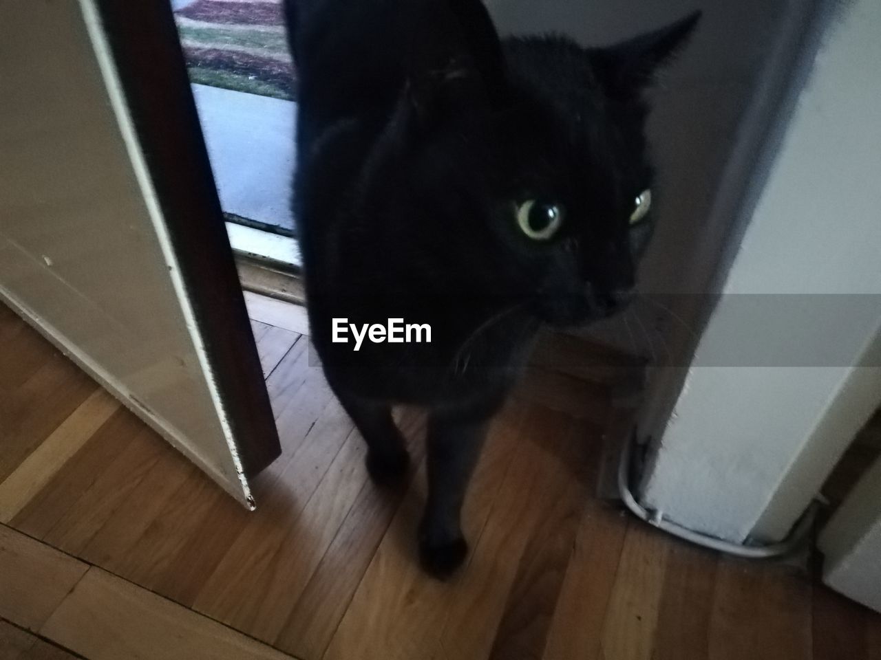 PORTRAIT OF CAT ON HARDWOOD FLOOR