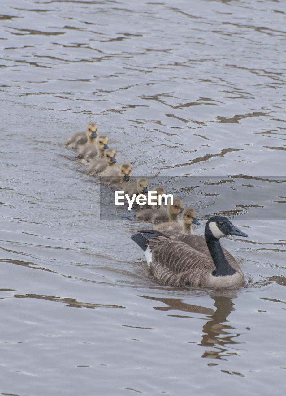Canada goose with cygnets swimming in lake