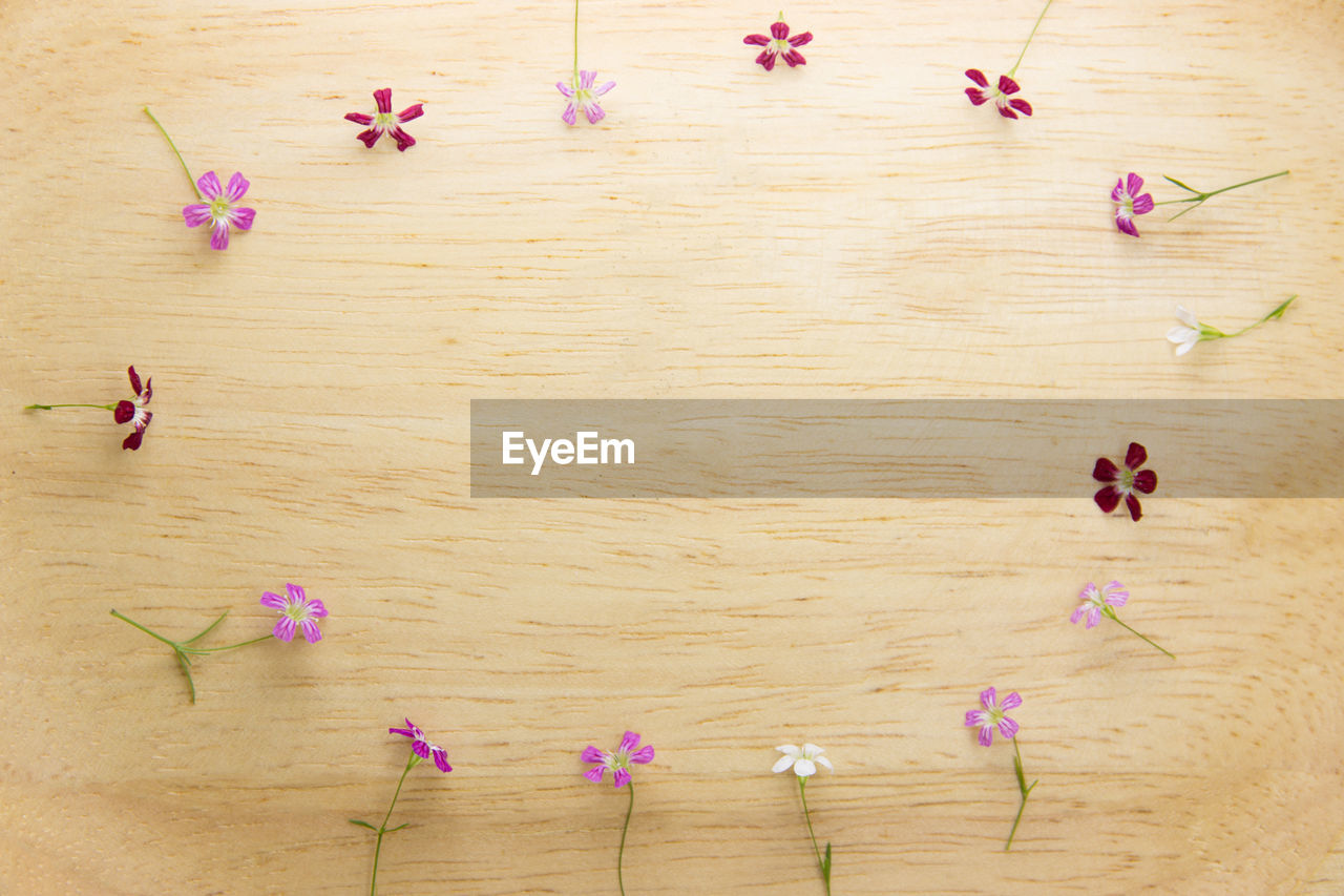 High angle view of pink flowers on table