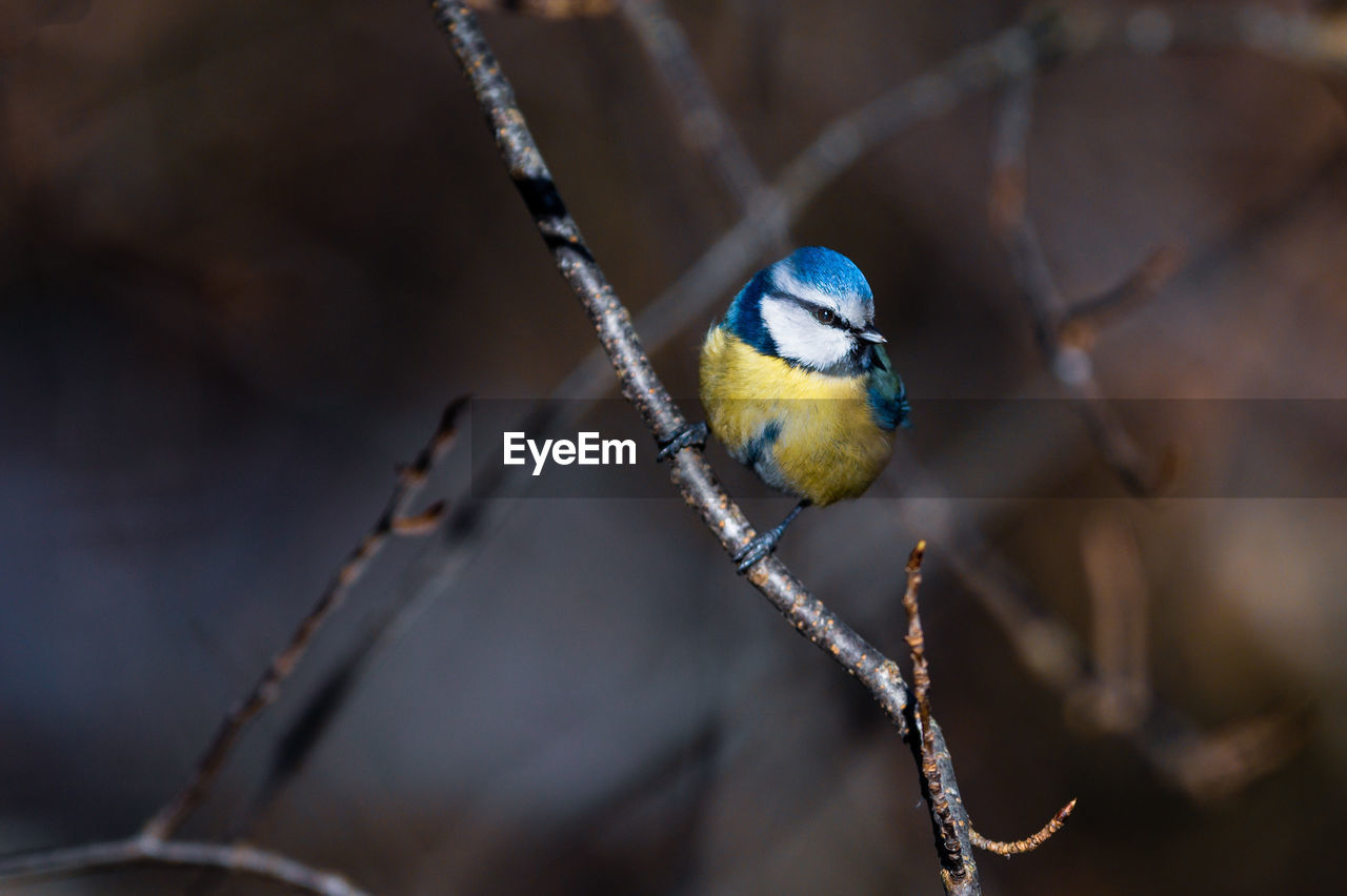 Close-up of bird perching on branch