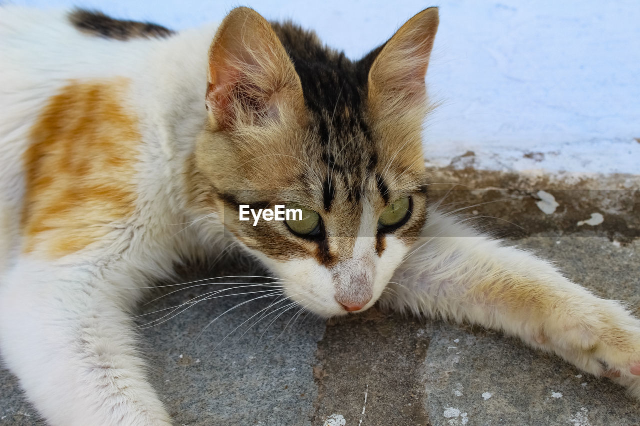 Close-up portrait of a cat