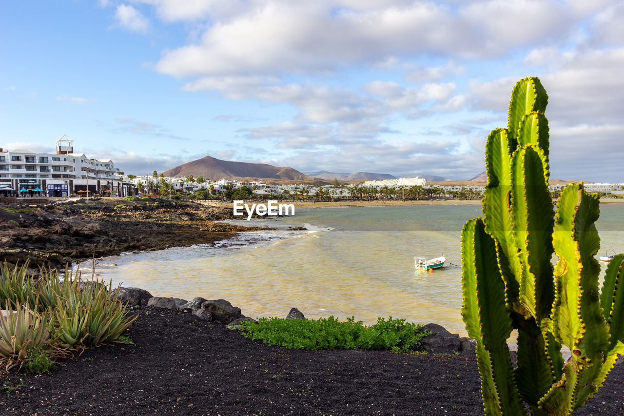 The coastline of costa teguise on canary island lanzarote, spain with cactus in the foreground