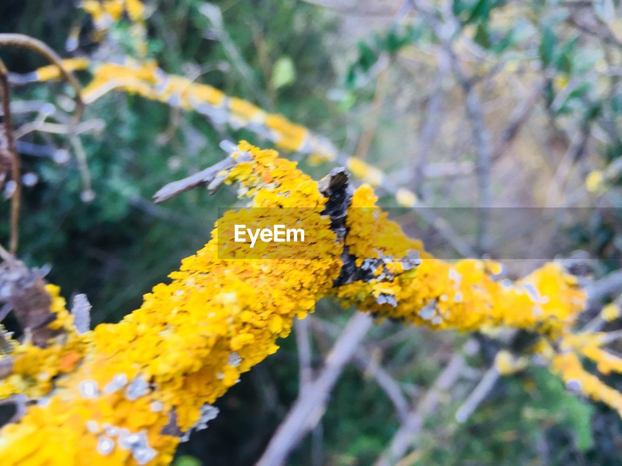 CLOSE-UP OF YELLOW FLOWERS ON PLANT