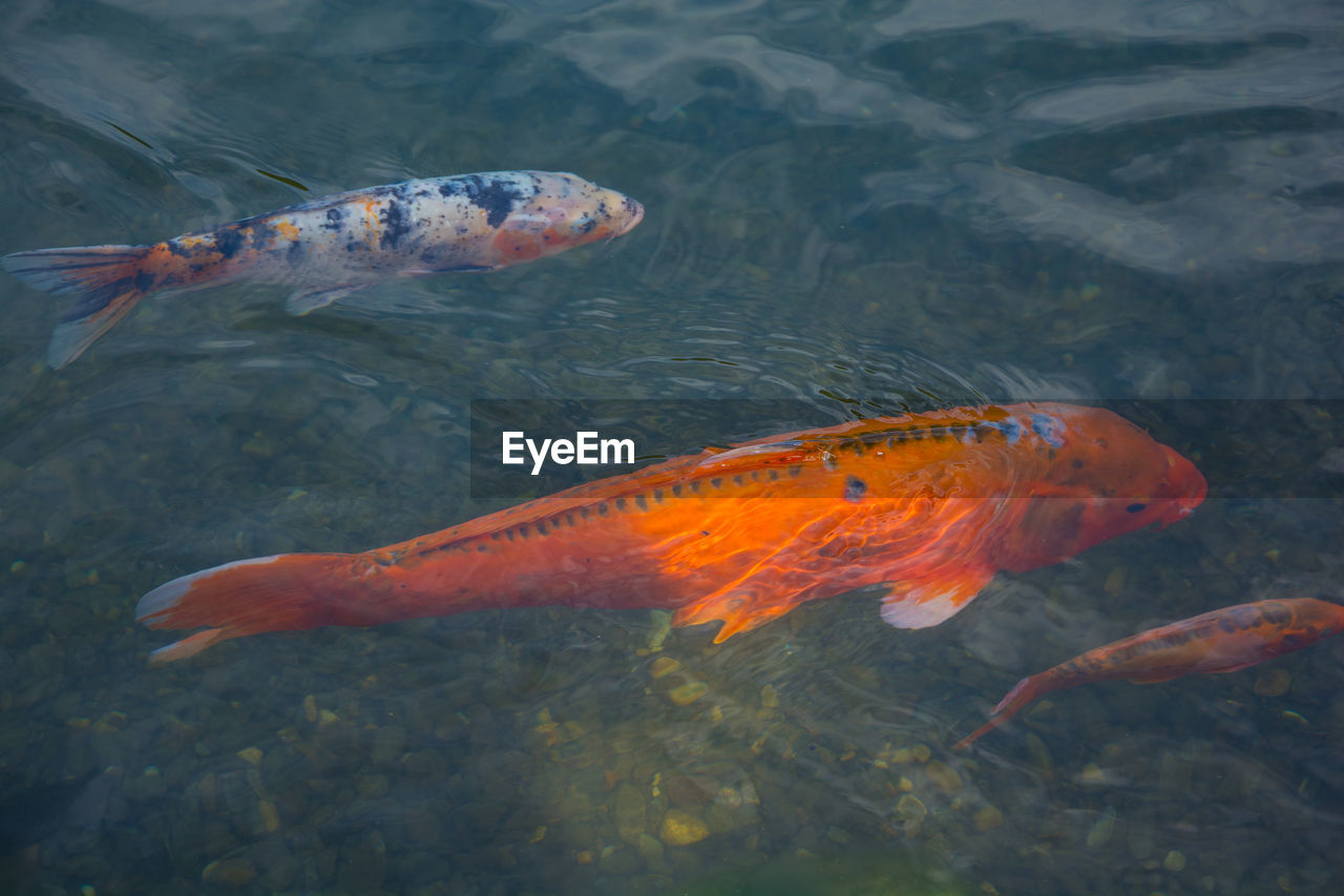 CLOSE-UP OF KOI CARPS IN POND