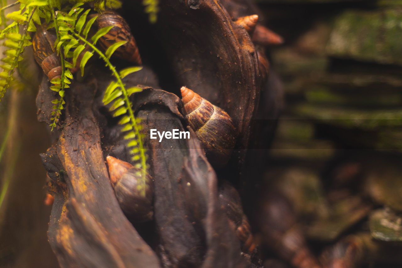 Close-up of snail on rock