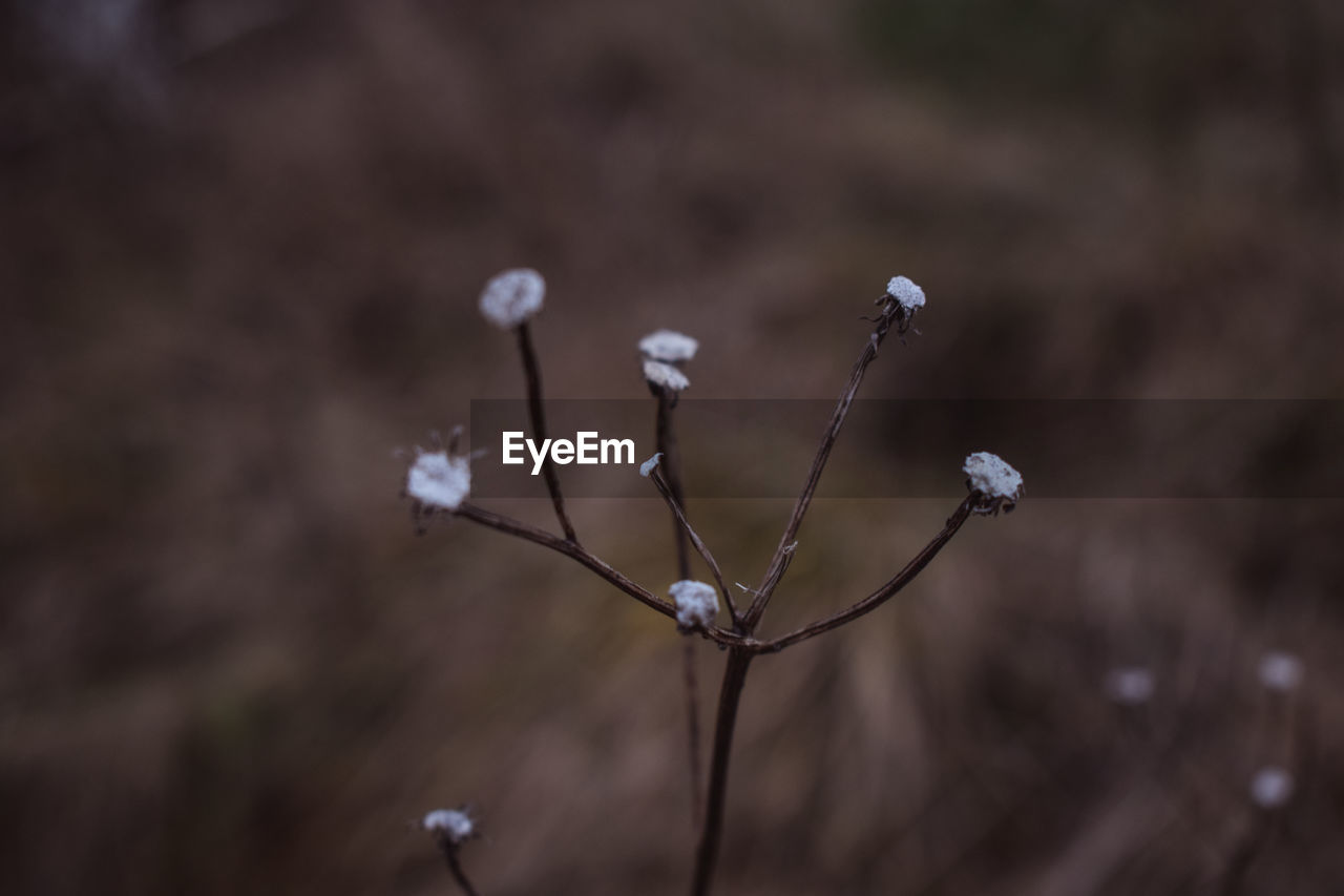 Close-up of wilted plant on field