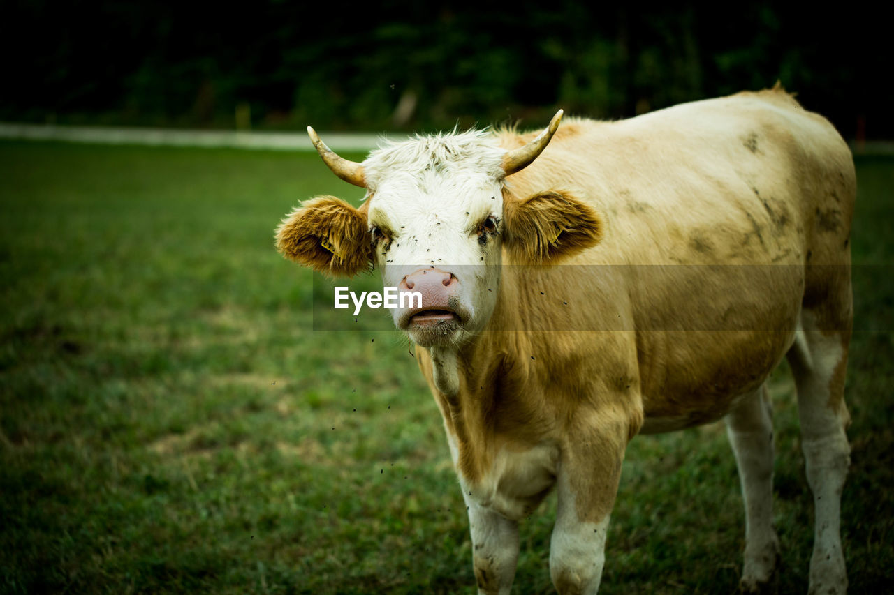 PORTRAIT OF COW STANDING IN FIELD