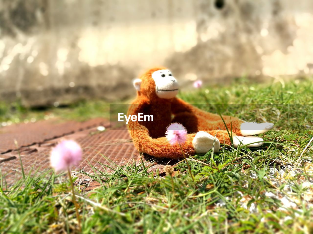 CLOSE-UP OF BIRD TOY IN GRASS