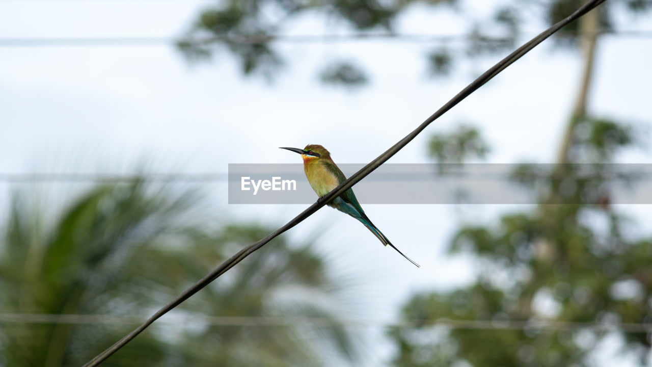 CLOSE-UP OF BIRD PERCHING ON A PLANT