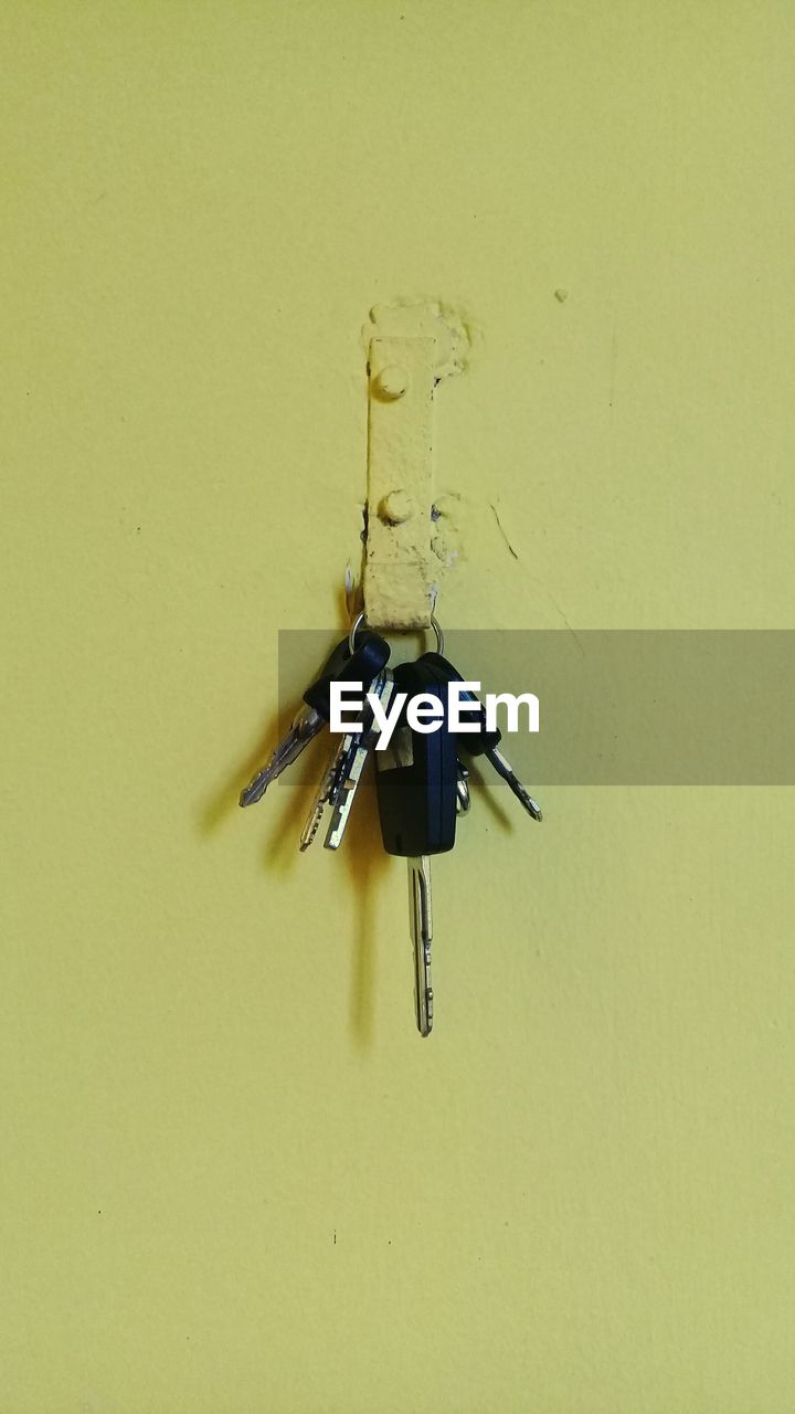 CLOSE-UP OF INSECT AGAINST BLUE WALL