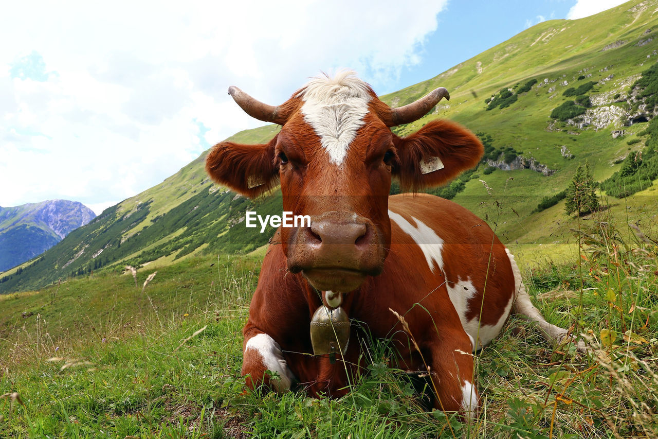 PORTRAIT OF HORSE ON FIELD