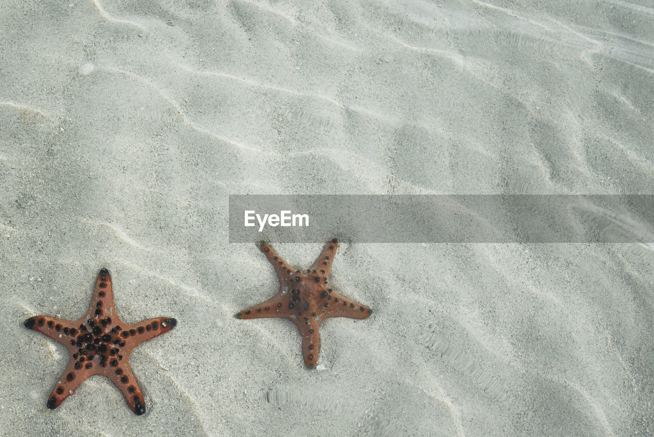 High angle view of starfish on sand at beach