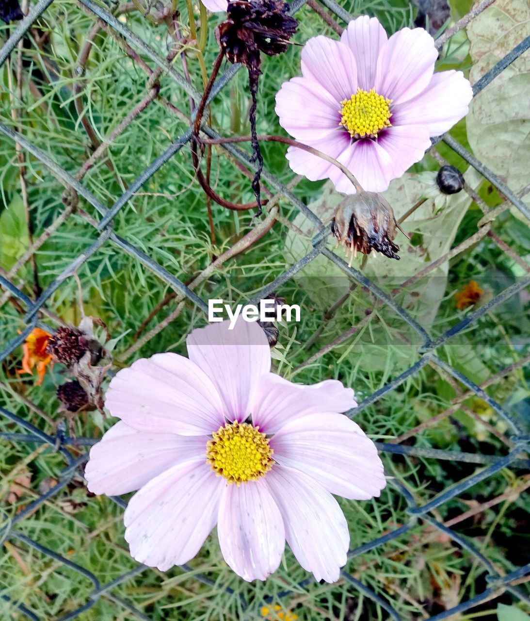 CLOSE-UP OF FRESH PURPLE FLOWER BLOOMING IN GARDEN