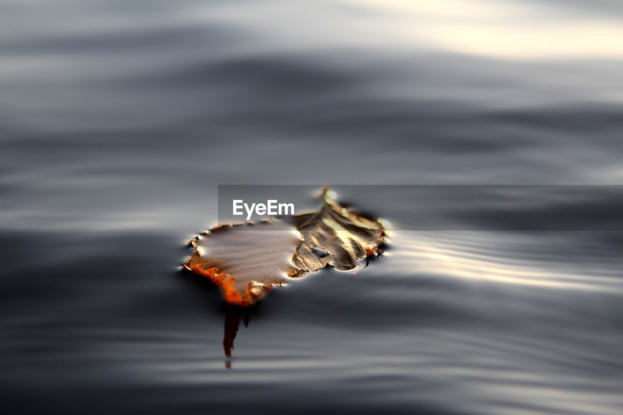 HIGH ANGLE VIEW OF LEAF FLOATING ON LAKE