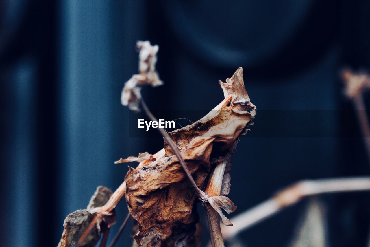 Close-up of dried plant