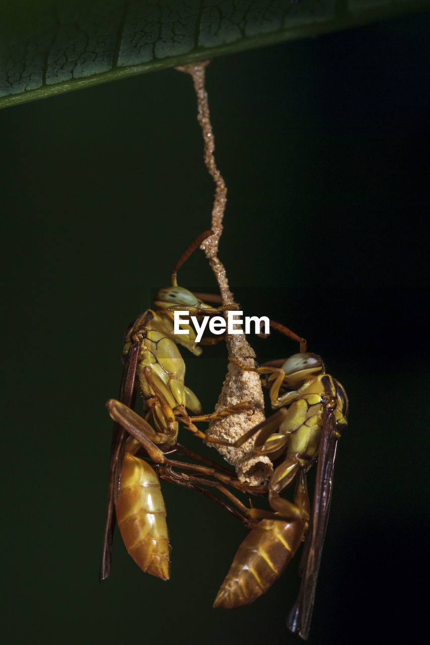 Unknown specie of wasps in ecuador