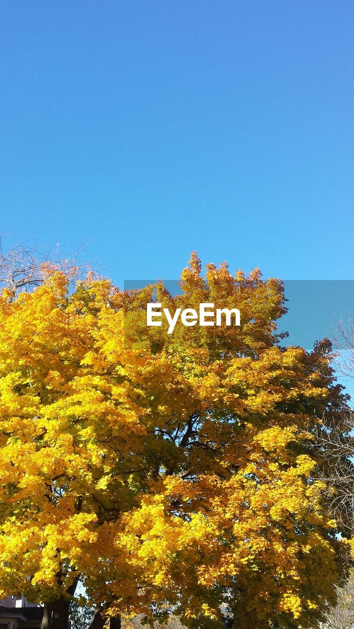 YELLOW INSECT AGAINST CLEAR SKY