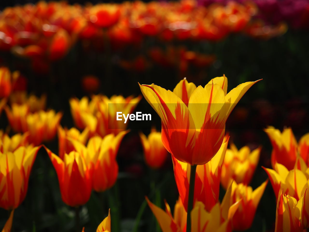 flower, flowering plant, plant, beauty in nature, freshness, petal, nature, yellow, fragility, flower head, close-up, growth, inflorescence, no people, red, macro photography, focus on foreground, outdoors, tulip, botany, flowerbed, blossom, leaf, vibrant color, springtime, plant part, ornamental garden, sunlight, garden, day