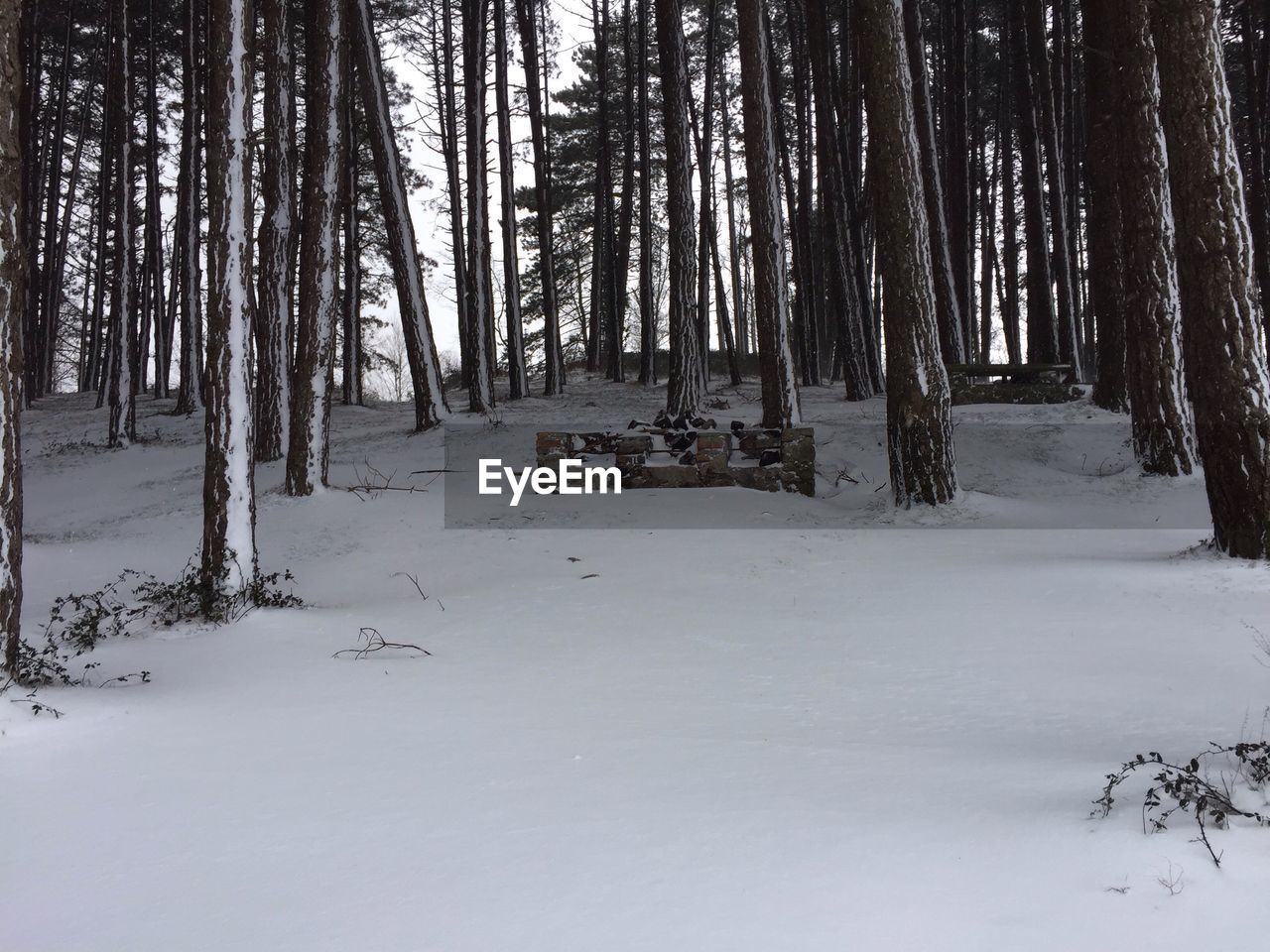 Trees in forest during winter