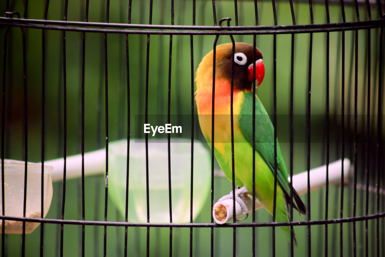 CLOSE-UP OF PARROT ON CAGE