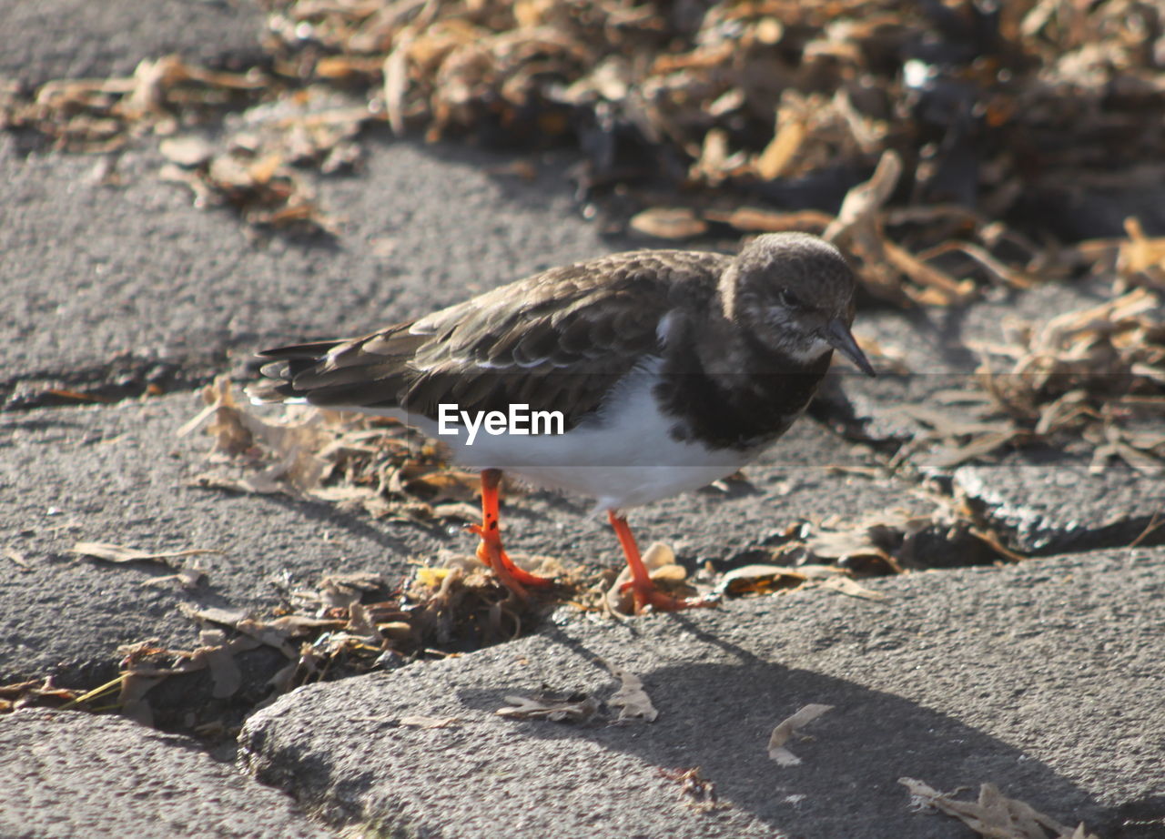 Close-up of bird perching on ground