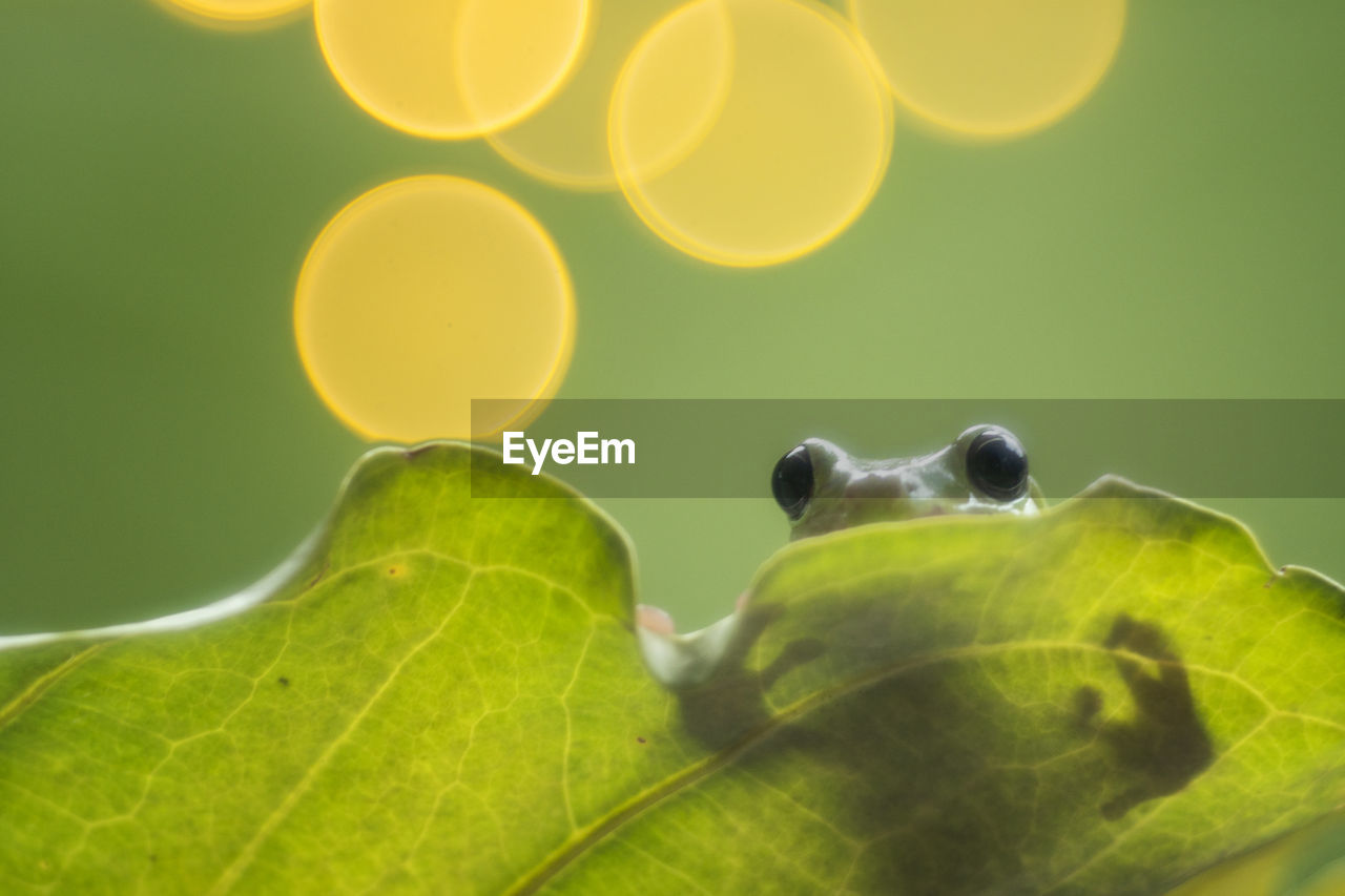 CLOSE-UP OF A GREEN LEAVES