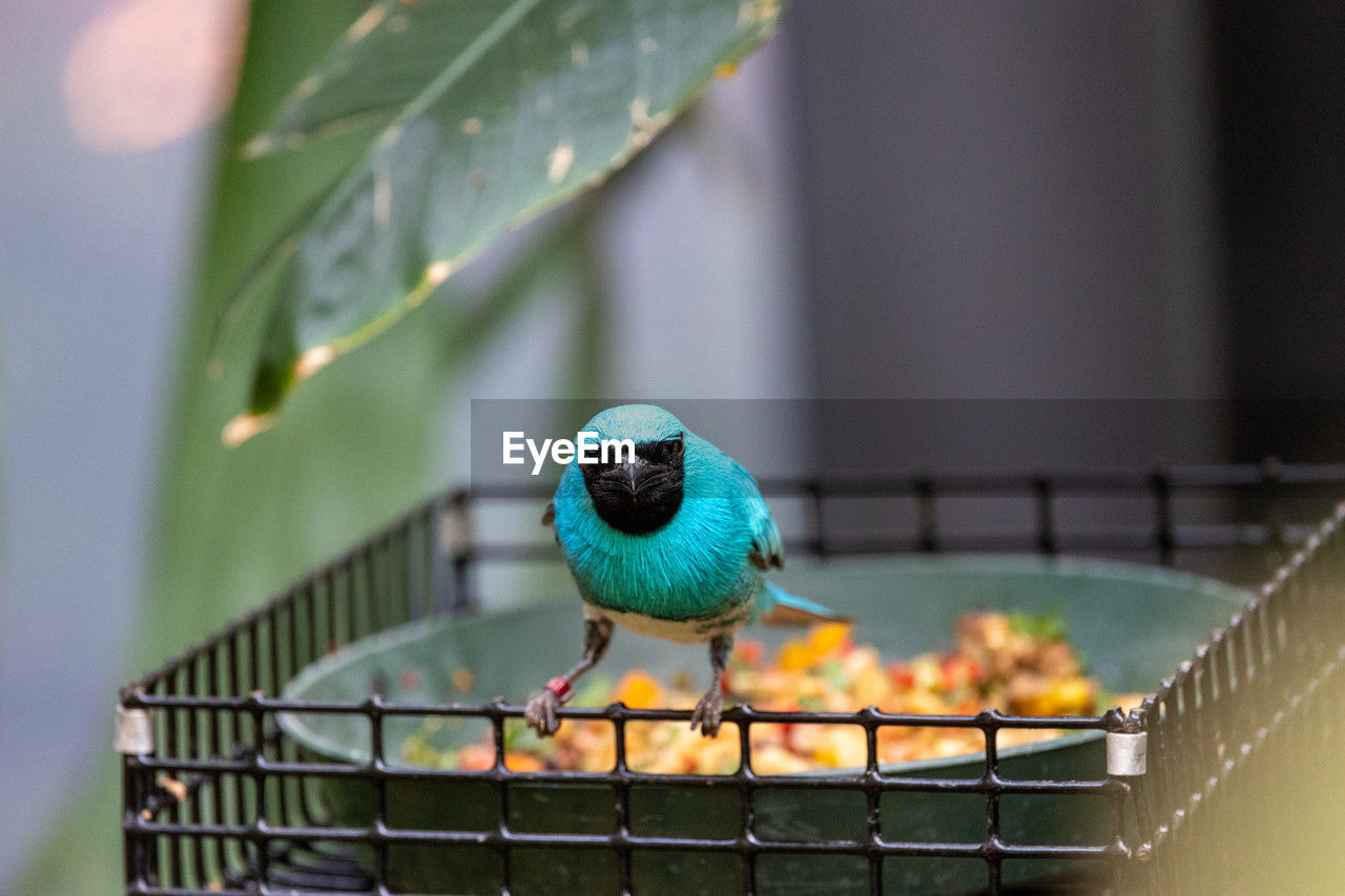 bird, animal, animal themes, green, animal wildlife, one animal, wildlife, no people, perching, focus on foreground, nature, food, parakeet, close-up, outdoors, metal, selective focus, day, food and drink