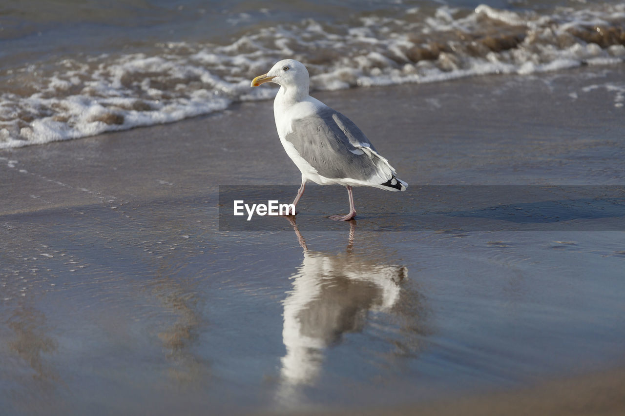 Seagull at the beach shore in san francisco bay