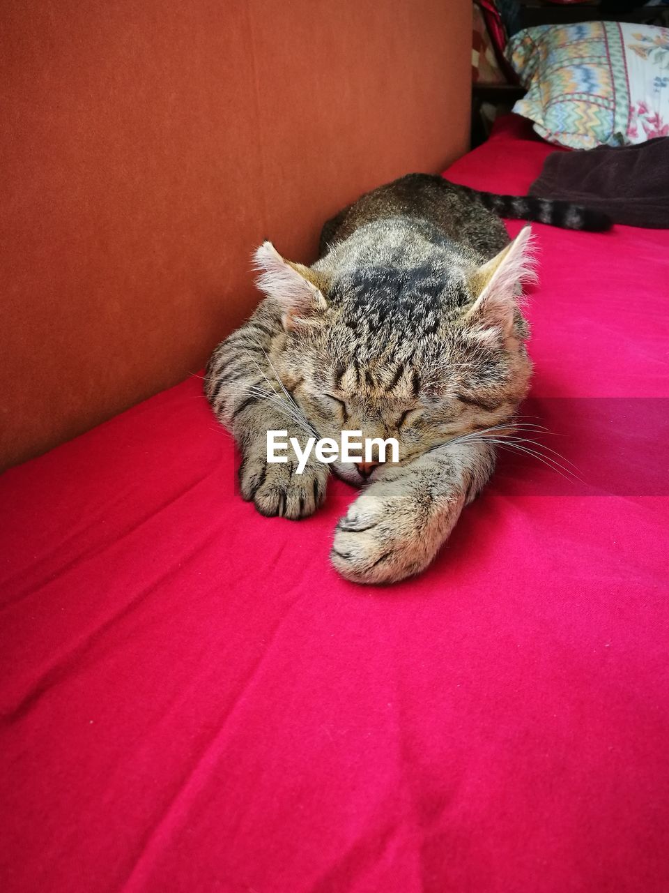 CLOSE-UP OF CATS SLEEPING ON BED