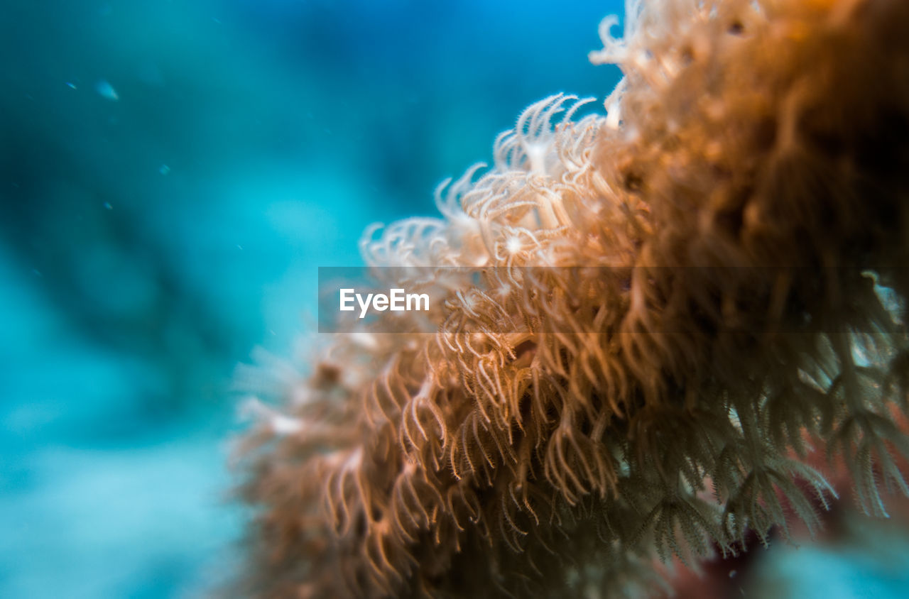 Close-up of plants underwater in sea