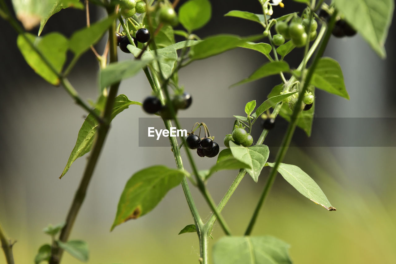 CLOSE-UP OF FRUIT ON PLANT