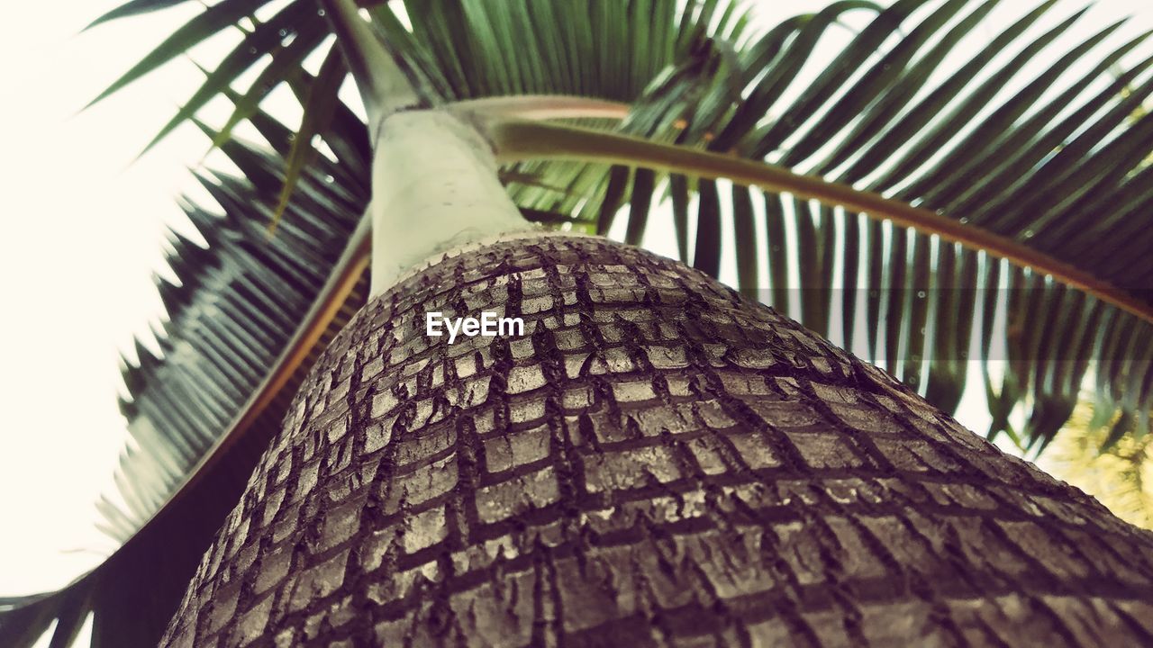 LOW ANGLE VIEW OF PALM LEAVES