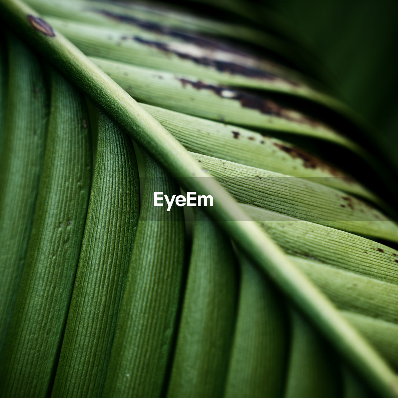 Detail shot of green leaves