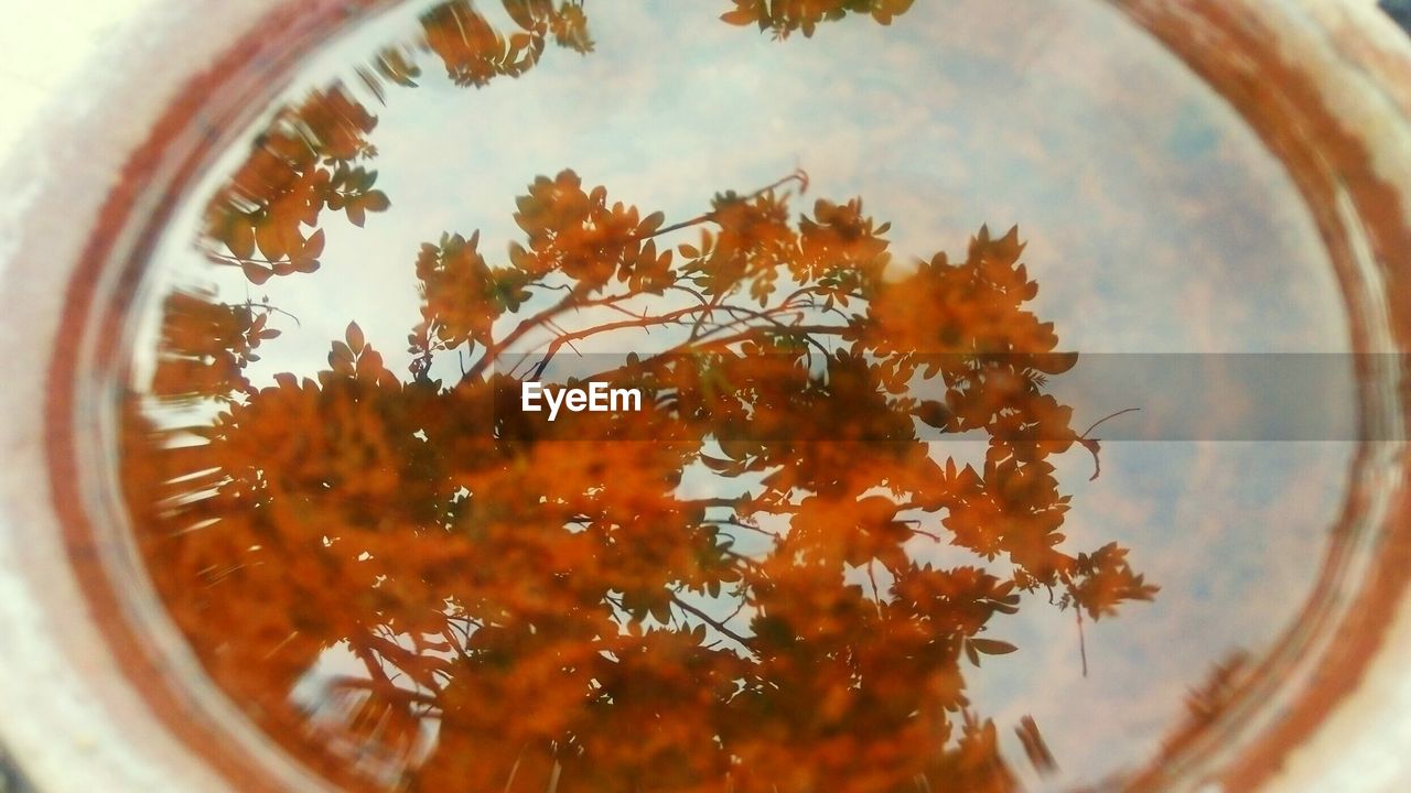 Reflection of branches in drink