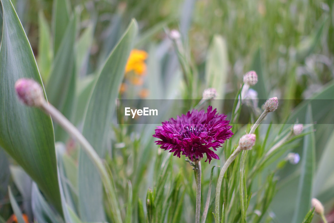 Close-up of flowers blooming on field