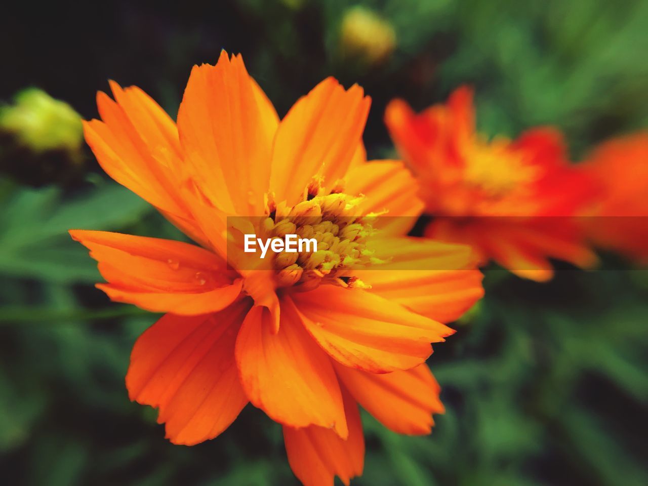 CLOSE-UP OF ORANGE FLOWER