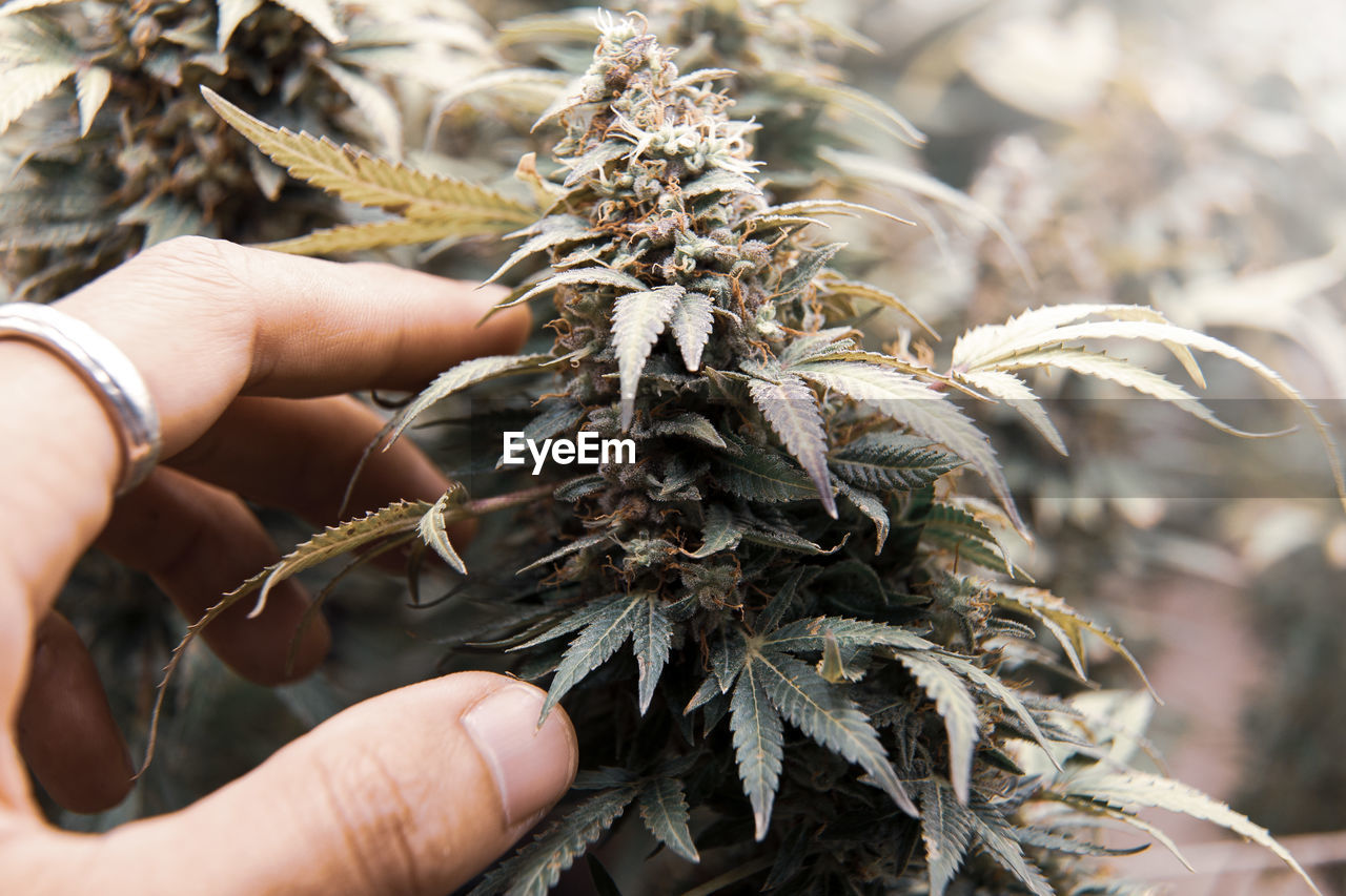 Close-up of hand holding  flower bud of marijuana.