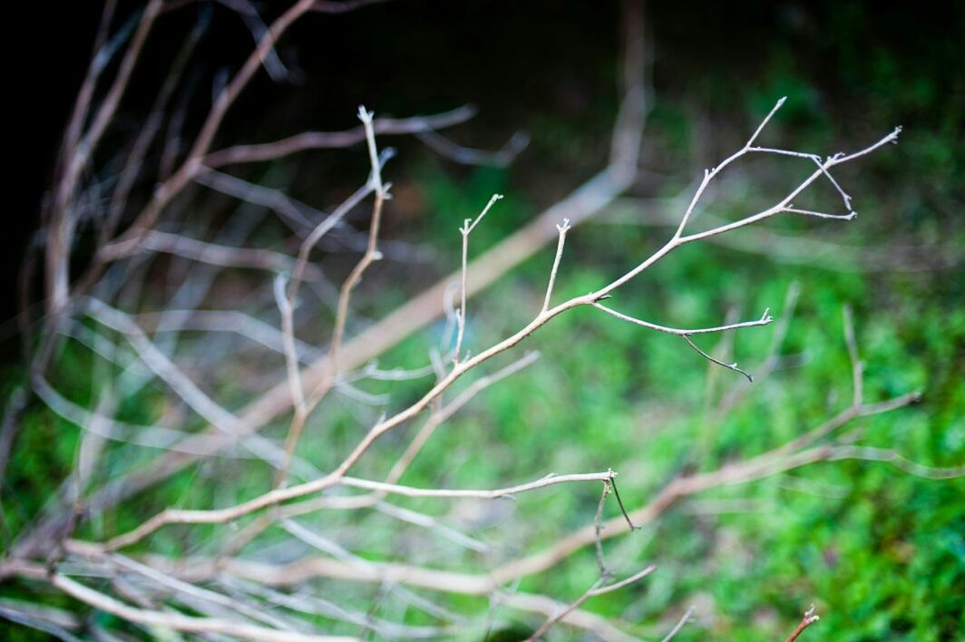 CLOSE-UP OF PLANTS