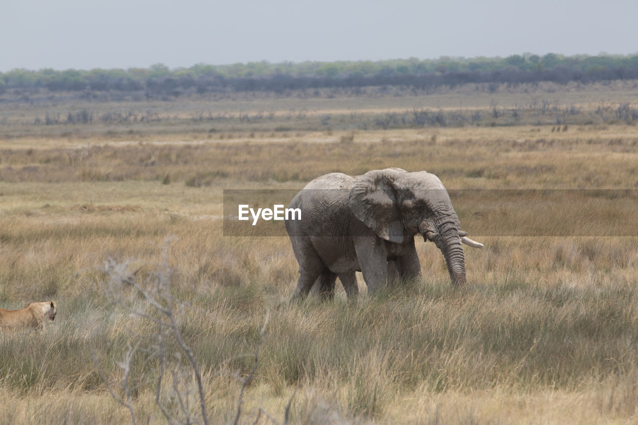 Elephant walking on field