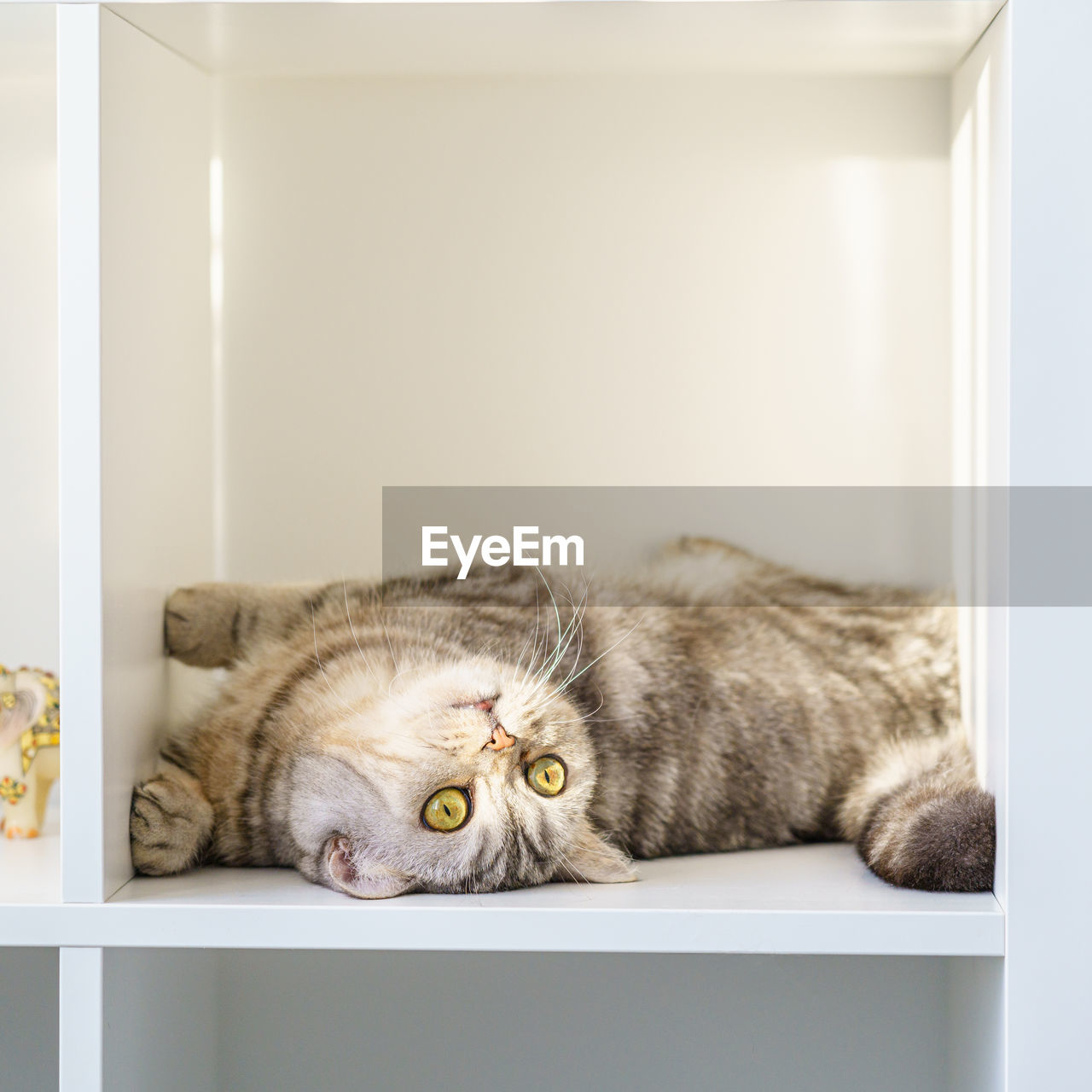 Scottish straight tabby cat is lying on shelf, cat is in closed confined space, a large box or box