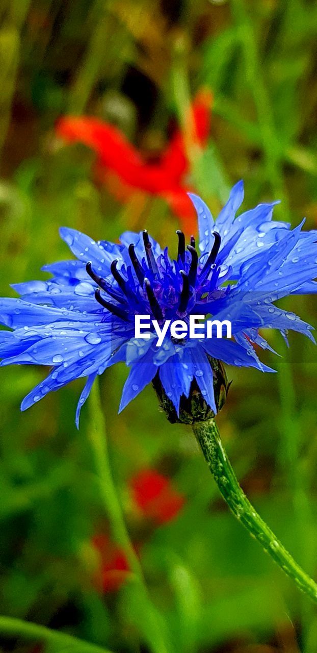 CLOSE-UP OF PURPLE FLOWER PLANT