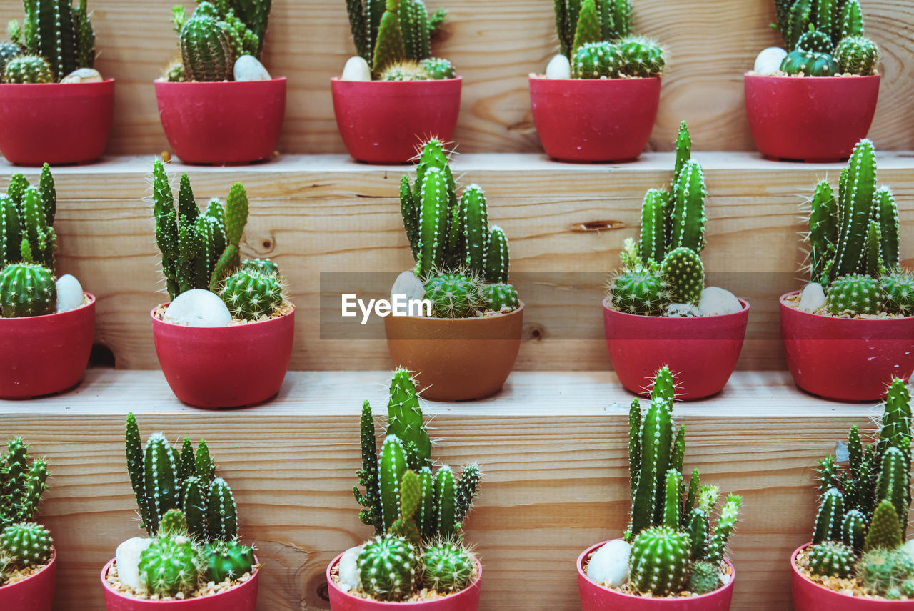 CLOSE-UP OF SUCCULENT PLANT