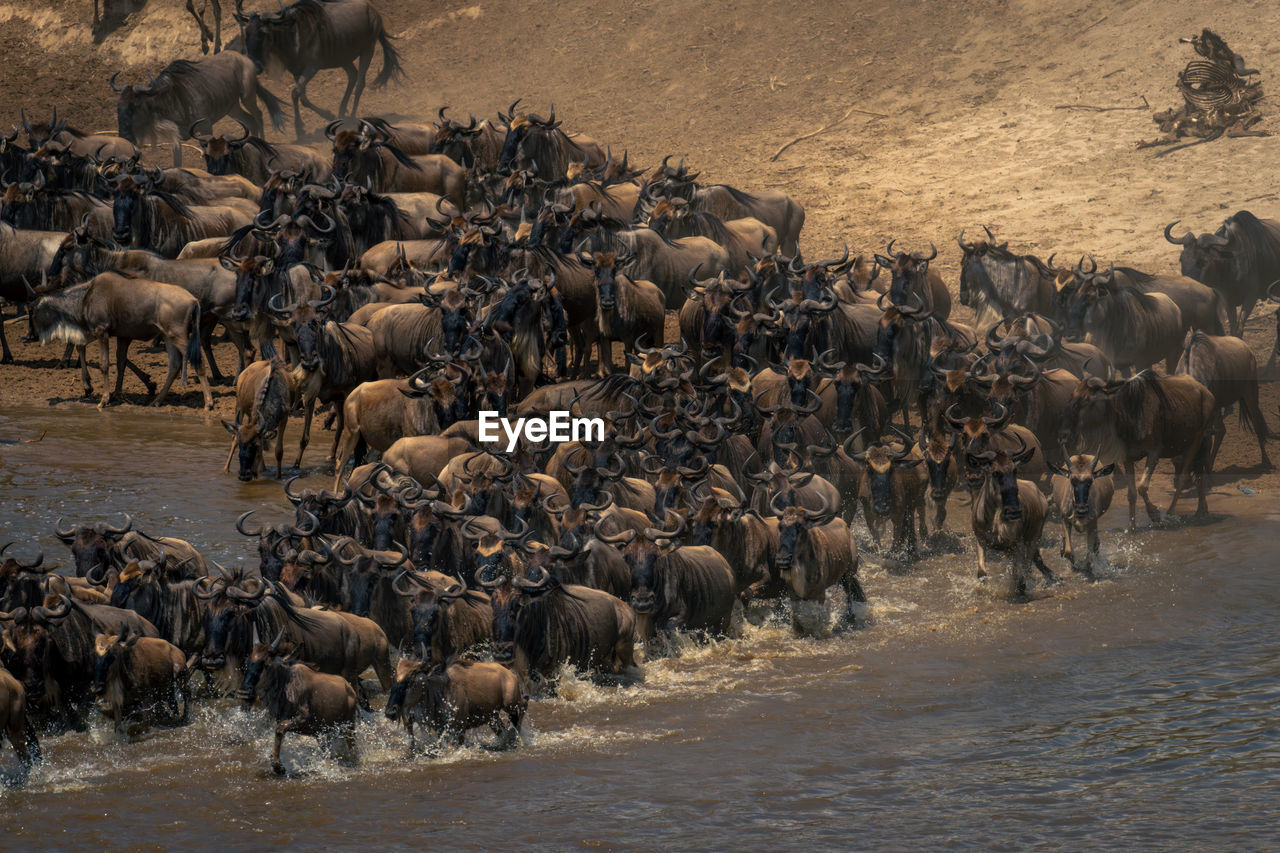 animal themes, animal, wildlife, animal wildlife, large group of animals, mammal, group of animals, herd, wildebeest, animal migration, safari, water, nature, no people, environment, domestic animals, motion, outdoors, dust, tourism, travel destinations