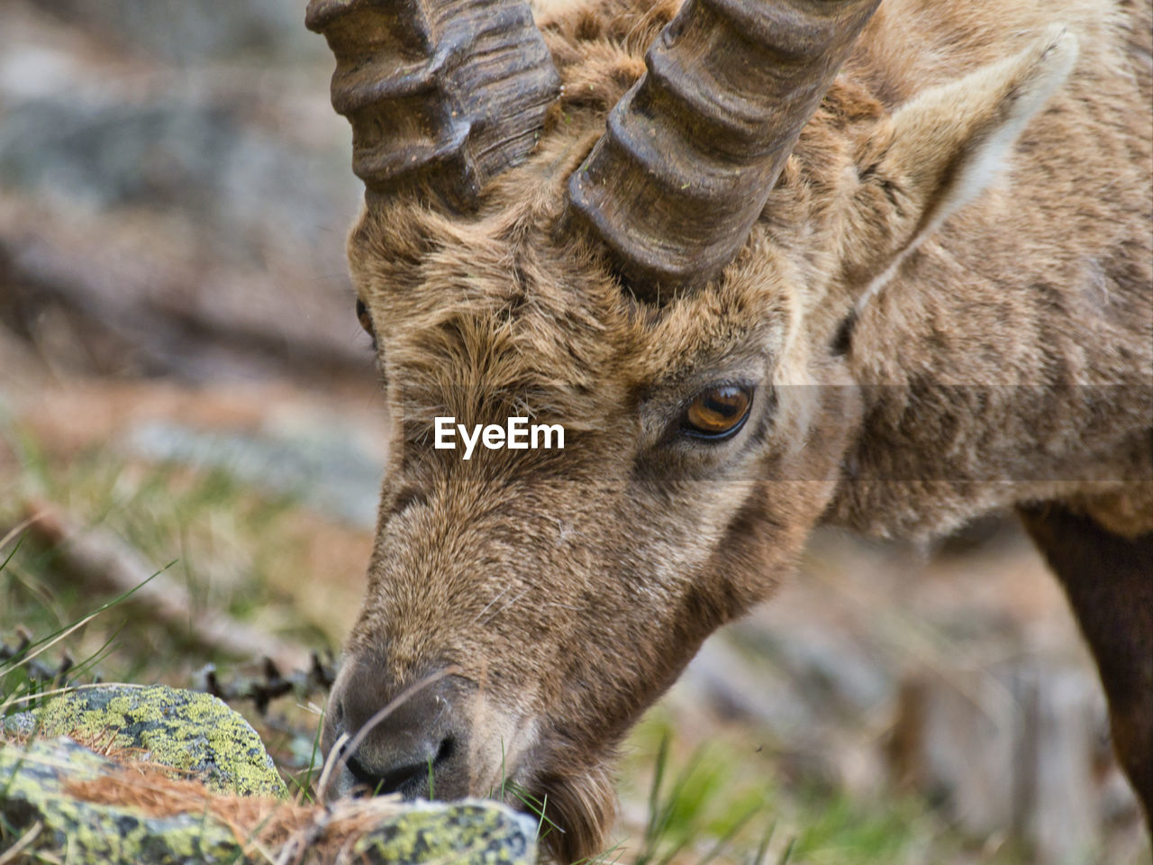 Close-up of an ibex on field