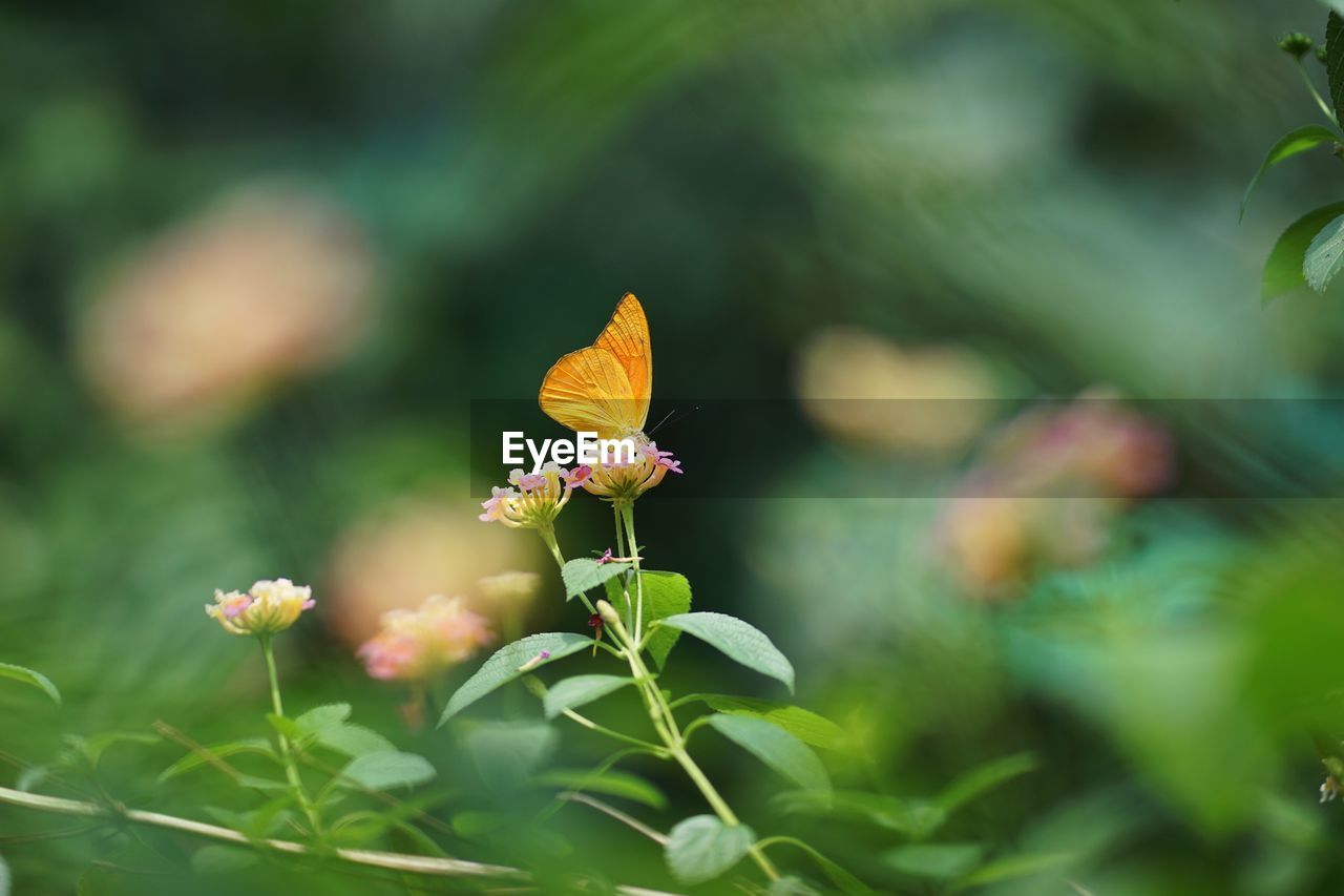 CLOSE-UP OF BUTTERFLY ON FLOWER